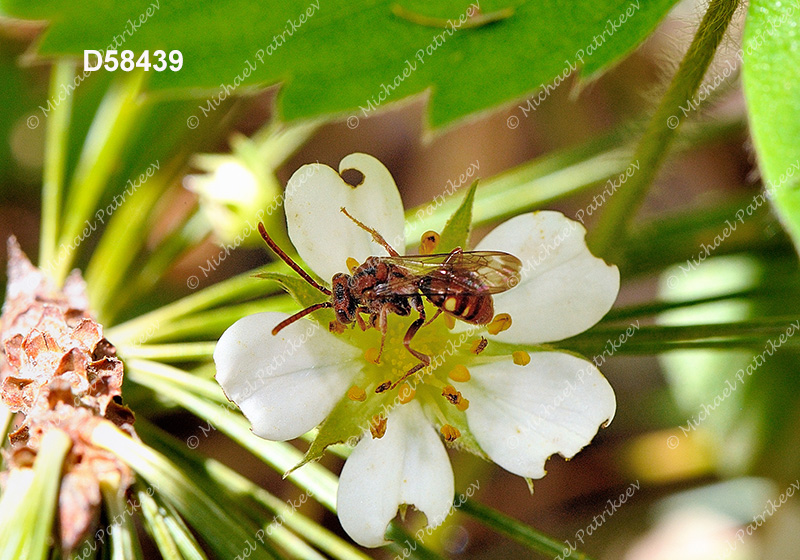 Spotted Nomad Bee (Nomada maculata)